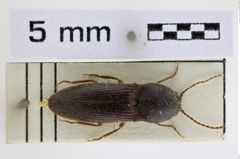 Foto (Dorsalansicht) von Harminius florentinus (NHMW-ZOO-COL-0008944)
